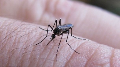 Partido de la Costa: Impulsan tareas de prevención y monitoreo contra el dengue