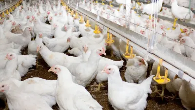 Mar del Plata: Aprueban la ordenanza que lleva alivio al sector avícola afectado por la gripe aviar