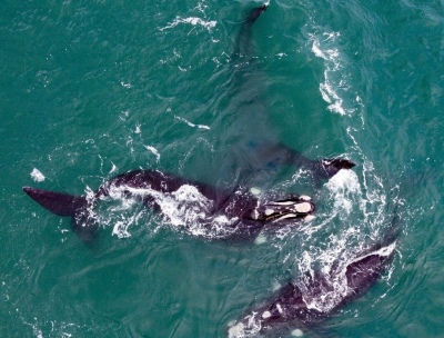 Necochea: Deslumbrante espectáculo de ballenas frente a las costas