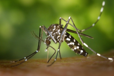 Bahía Blanca: Realizarán tareas de prevención del Dengue en la ciudad
