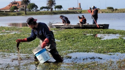 Mar del Plata: Realizaron tareas de limpieza del lago de Parque Camet