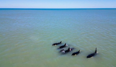 Necochea: Espectáculo en las costas con orcas y ballenas que deslumbraron con su visita