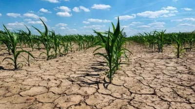 Puán: El municipio declara el estado de Emergencia y/o Desastre agropecuario por sequía
