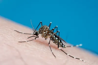 Dengue: Hay 13 municipios bonaerenses con brotes declarados
