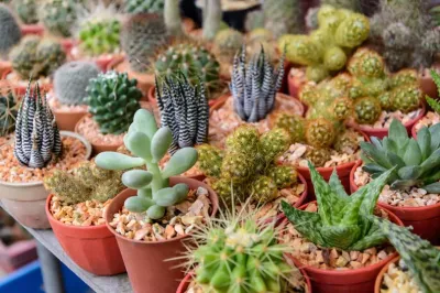 Tapalqué: Comienza una nueva edición de Expo Cactus en el Balneario Municipal