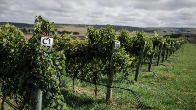 Mar del Plata: El municipio inauguró la temporada vitivinícola con el Inicio de la Vendimia 2024