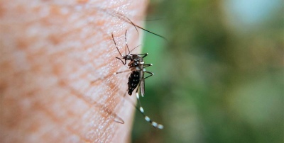 Ya son más de 379 mil los casos de dengue en lo que va del 2024