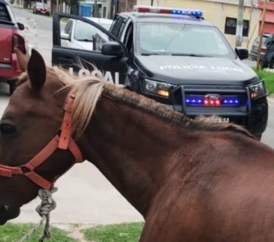 Quilmes: El municipio rescató más de 70 caballos usados para tracción a sangre