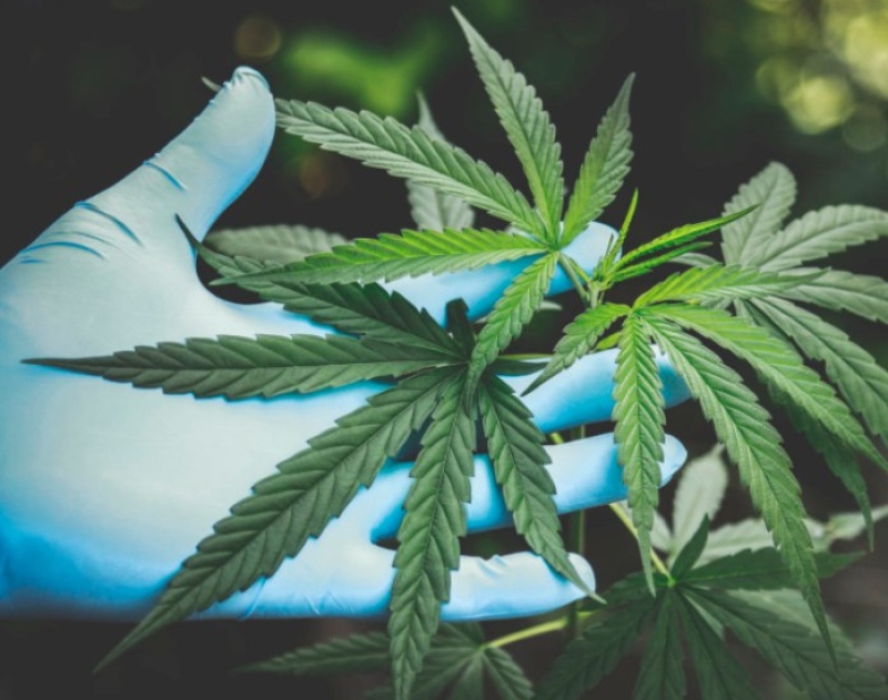 Cannabis: el gobierno habilitó la comercialización de semillas con fines medicinales