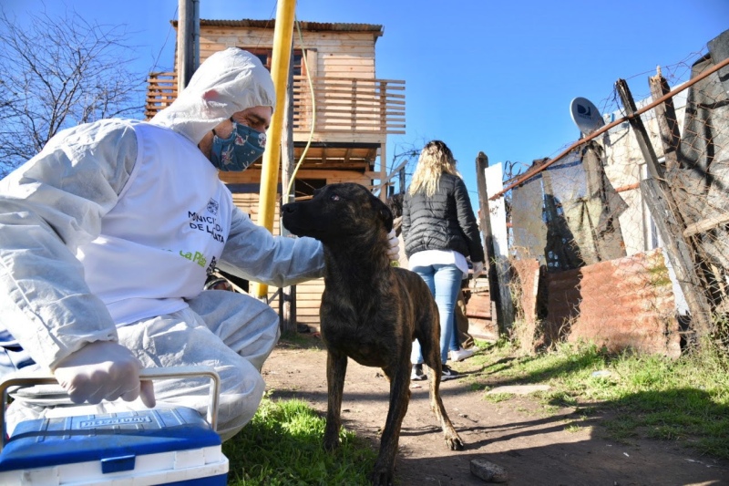 La Plata: Reiteran protocolo de acción para casos de maltrato animal