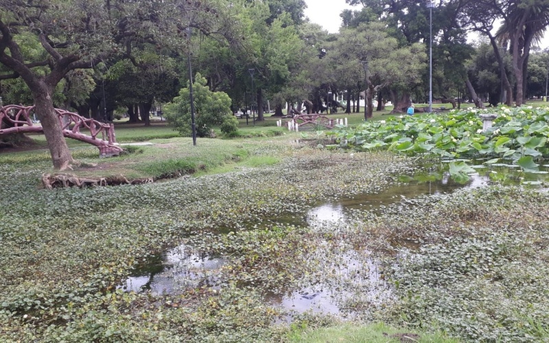 Parque Saavedra en estado de abandono: peces muertos y falta de mantenimiento