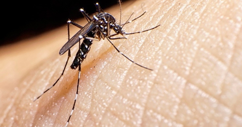 Temporada de dengue: piden más prevención