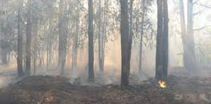 Incendio en el Parque Pereyra: más de 80 hectáreas fueron arrasadas por el fuego