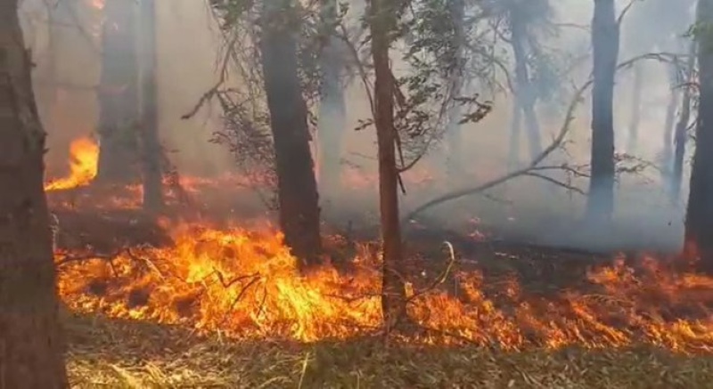 Se incendiaron cuatro kilómetros del Parque Pereyra