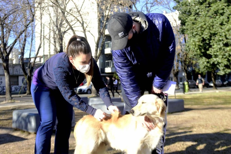La Plata: Brindarán una jornada de vacunación antirrábica gratuita para mascotas en Abasto