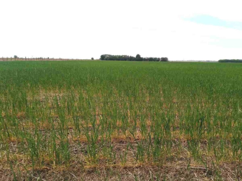 Por la sequía, ya se perdió el 10% del trigo sembrado en la región núcleo