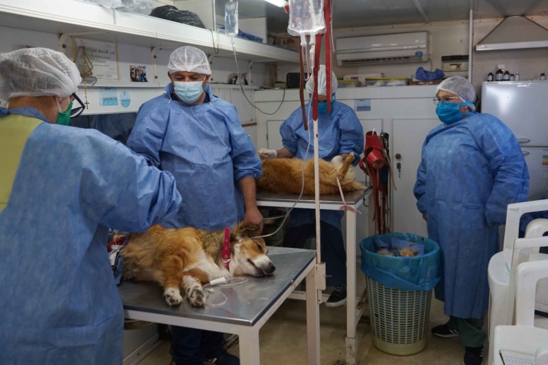 Necochea: Se realizará una nueva jornada de castración masiva y gratuita de mascotas en Quequén