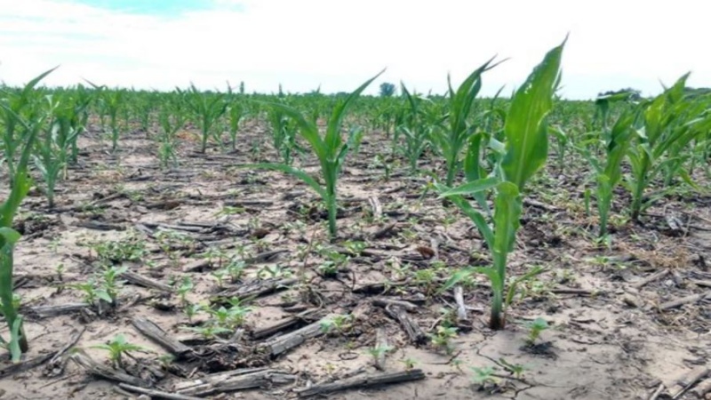 La Provincia habilitó el ingreso de declaraciones juradas para productores afectados por sequía