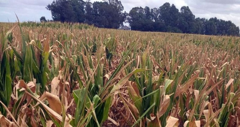 Lincoln: Por la sequía, declaran la emergencia agropecuaria en el distrito