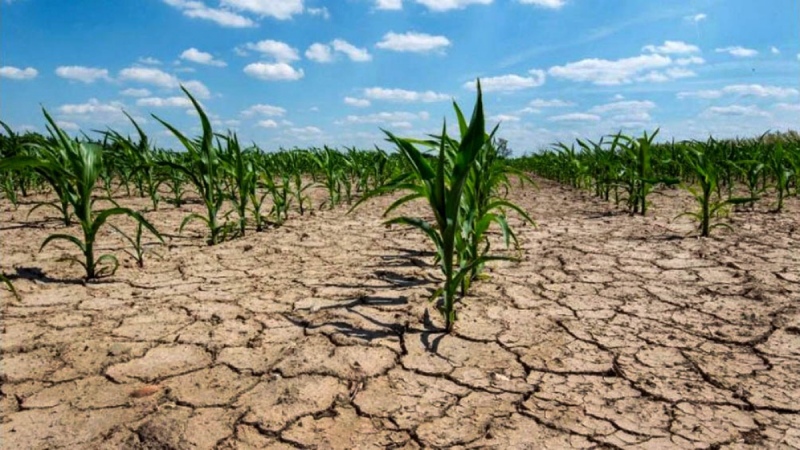 Declaran a once municipios bonaerenses en emergencia agropecuaria por sequía