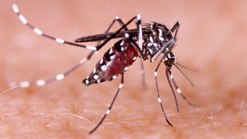 Hubo un marcado aumento de los casos de dengue y chikungunya en la última semana en la Argentina