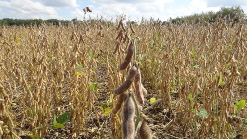 Por la sequía la cosecha de soja será una de las peores de los últimos 15 años