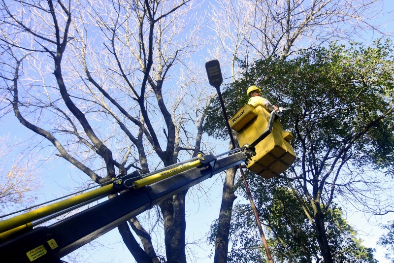 La Plata: La Comuna retira ramas que obstaculizan cámaras, luminarias, semáforos y tendidos eléctricos