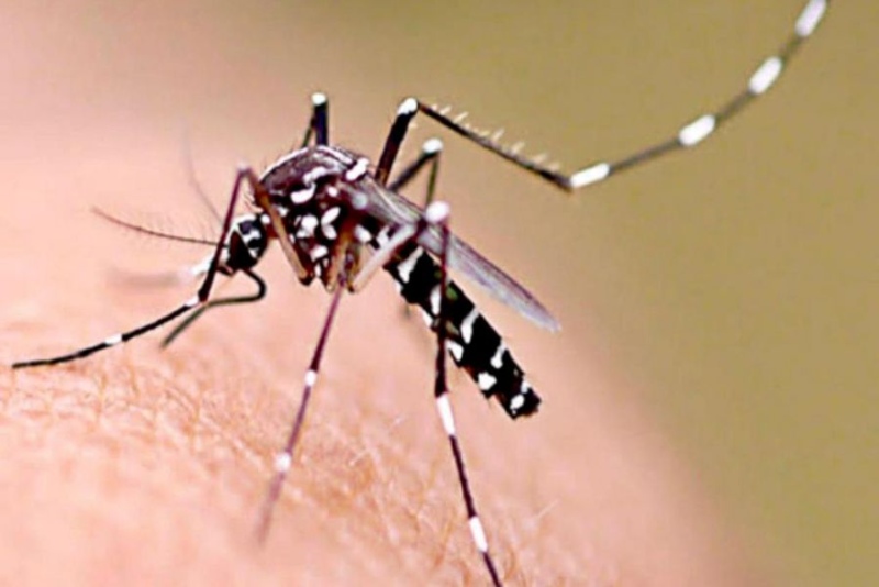 Los casos de dengue en la Provincia cuadriplican a los del mismo período del año anterior