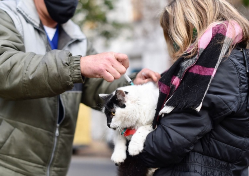 La Plata: Se realizan jornadas veterinarias gratuitas en distintos barrios de la ciudad