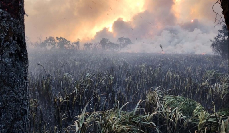 Incendio en la reserva de Punta Lara: Estiman que fueron 90 las hectáreas afectadas