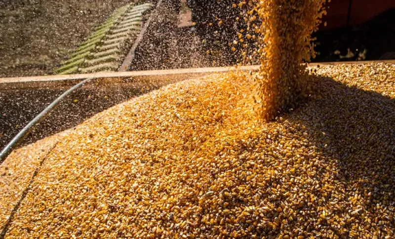 Dólar Agro: En ocho días se vendieron cinco millones de toneladas de granos