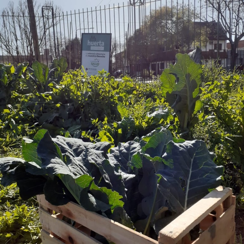 La Plata: Se realizará un evento sobre “Cultivo de primavera y Alimentación Saludable” 