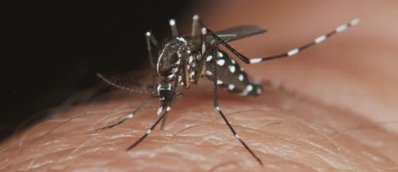 Confirman un caso de Dengue sin antecedente de viaje en Merlo