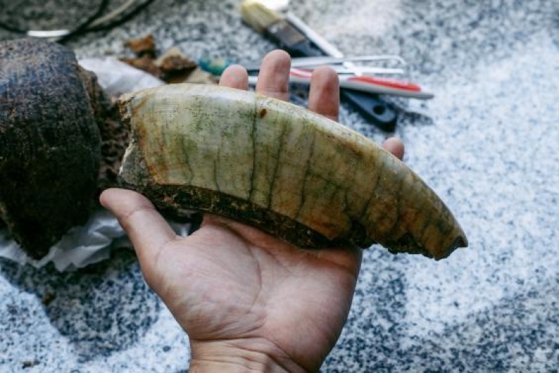 Mar del Plata: Encontraron restos fósiles pertenecientes a un Toxodon