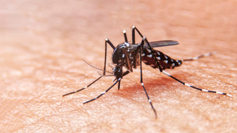 Se registraron 34 casos de dengue en la provincia, todos con antecedentes de viaje