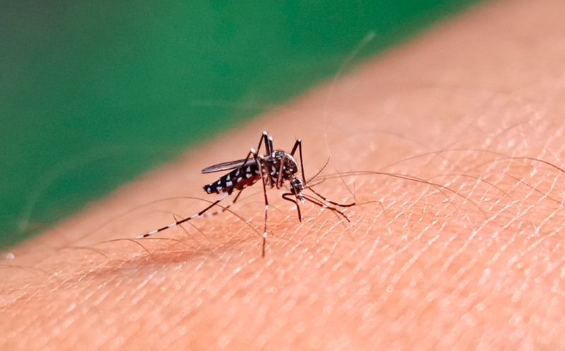 Los casos de Dengue en el territorio bonaerense aumentaron un 76,6% en una semana