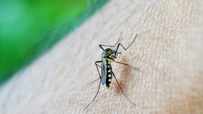 Los casos de dengue crecieron un 80% en el territorio bonaerense